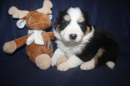 Kunterbunter Border Collie Wurf