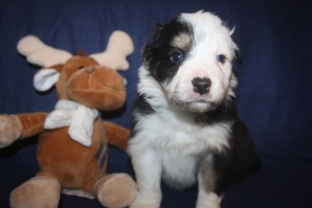 Kunterbunter Border Collie Wurf