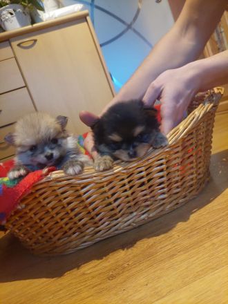 Pomeranienspitze zu verkaufen