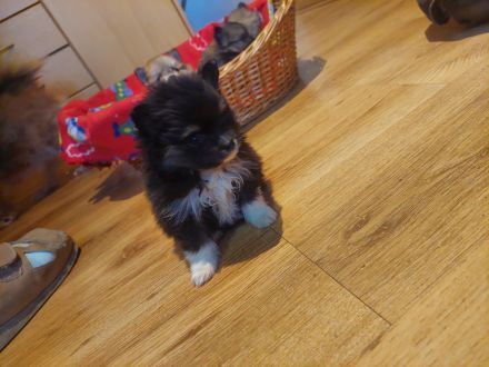 Pomeranienspitze zu verkaufen