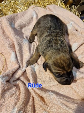 Rhodesian Rhigback Schäferhund