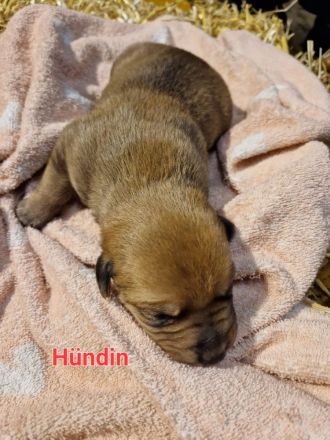 Rhodesian Rhigback Schäferhund