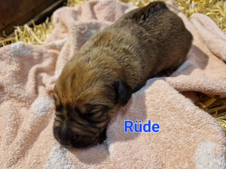 Rhodesian Rhigback Schäferhund