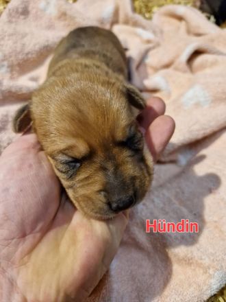 Rhodesian Rhigback Schäferhund