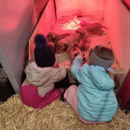 Rhodesian Rhigback Schäferhund