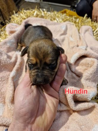 Rhodesian Rhigback Schäferhund