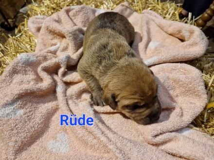 Rhodesian Rhigback Schäferhund