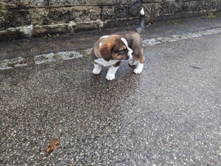 Unsere Welpen suchen ein Zuhause! :)