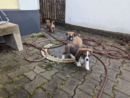 Unsere Welpen suchen ein Zuhause! :)