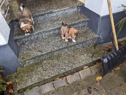 Unsere Welpen suchen ein Zuhause! :)