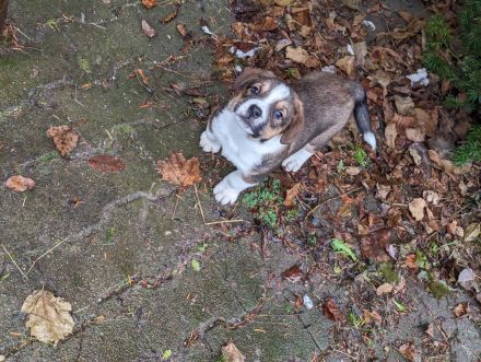 Unsere Welpen suchen ein Zuhause! :)