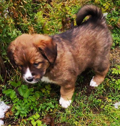 Unsere Welpen suchen ein Zuhause! :)