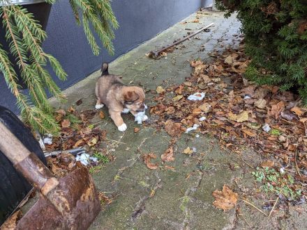 Unsere Welpen suchen ein Zuhause! :)