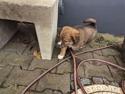 Unsere Welpen suchen ein Zuhause! :)