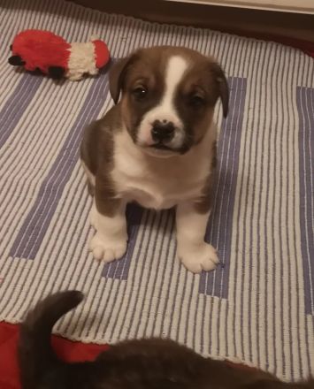 Unsere Welpen suchen ein Zuhause! :)