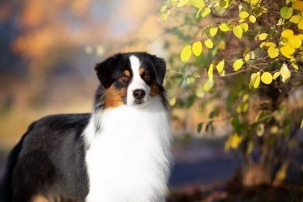 Starlight Australian Shepherds
