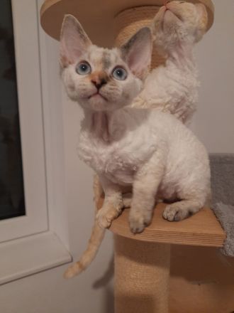 Devon rex Kätzchen mit blauen Augen