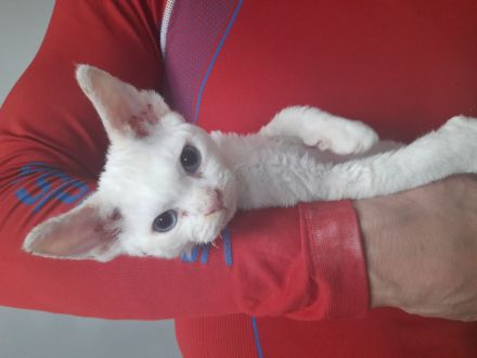 Devon rex Kätzchen mit blauen Augen