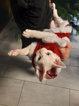 Devon rex Kätzchen mit blauen Augen