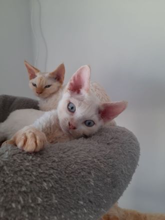 Devon rex Kätzchen mit blauen Augen