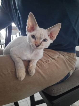 Devon rex Kätzchen mit blauen Augen