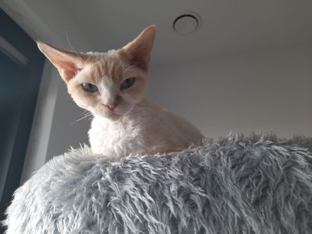 Devon rex Kätzchen mit blauen Augen