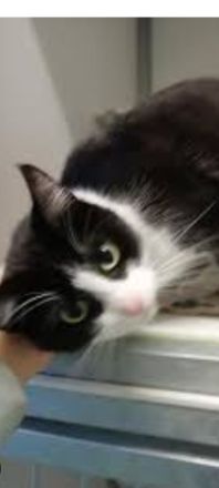 Kater 2 Stück abzugeben