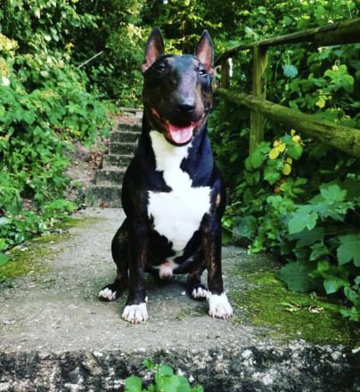 Deckrüde: Typvoller Miniatur Bullterrier