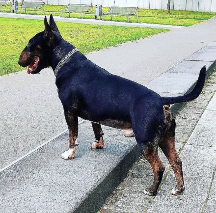 Deckrüde: Typvoller Miniatur Bullterrier