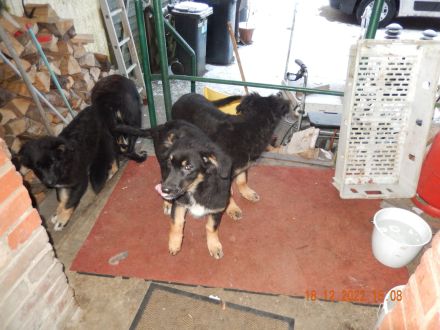 Drei von sieben die die Eltern nerven