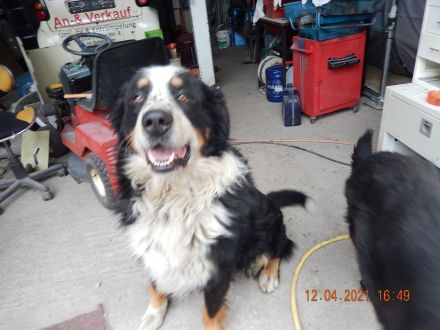 Deckrüde großer Bernasennen Lankhaar