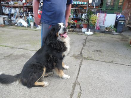 Deckrüde großer Bernasennen Lankhaar