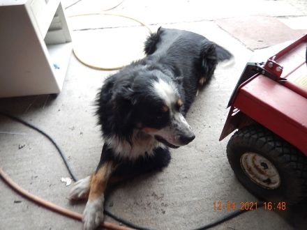 Deckrüde großer Bernasennen Lankhaar