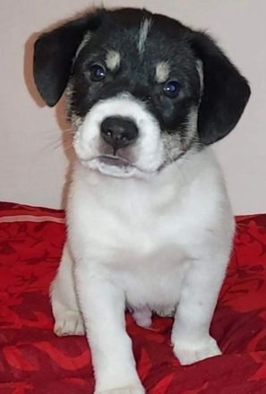 Mischlings Welpen Männchen