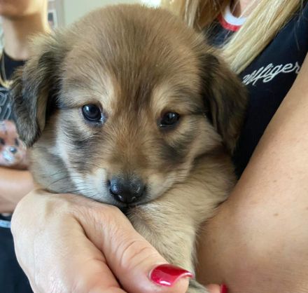 Mischlings Welpen Männchen