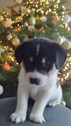 Mischlings Welpen Männchen