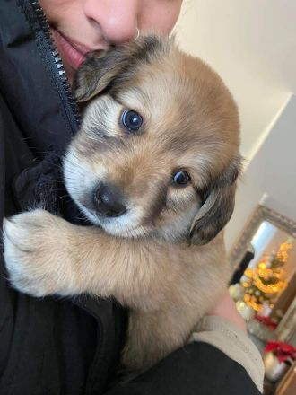 Mischlings Welpen Männchen