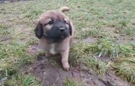 Mischlings Welpen Männchen