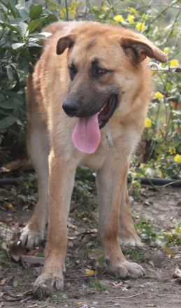 Ares sucht sein Traumzuhause