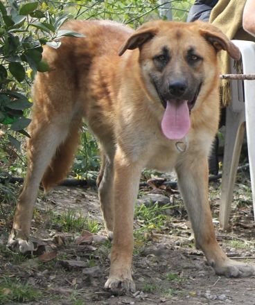 Ares sucht sein Traumzuhause