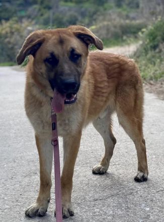 Ares sucht sein Traumzuhause