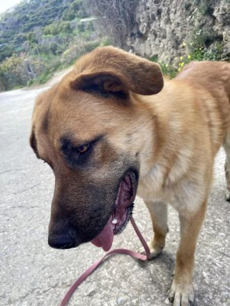 Ares sucht sein Traumzuhause