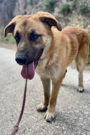 Ares sucht sein Traumzuhause