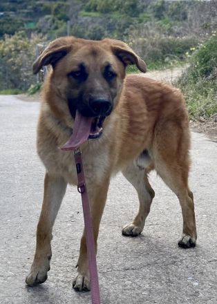 Ares sucht sein Traumzuhause