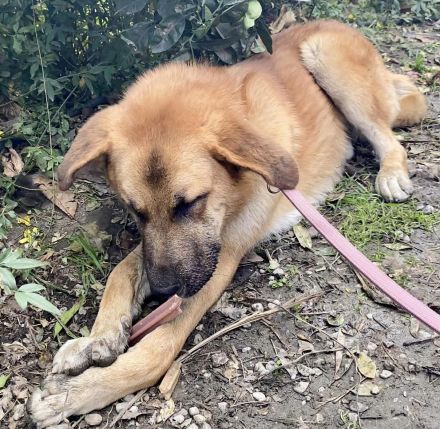 Ares sucht sein Traumzuhause