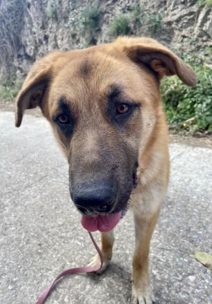 Ares sucht sein Traumzuhause