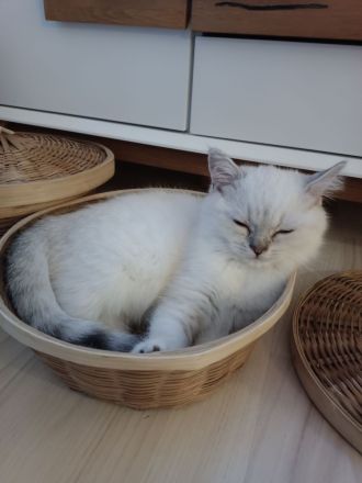 Britisch Kurzhaar Katze