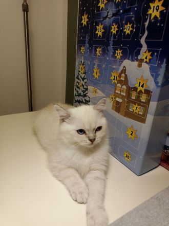 Britisch Kurzhaar Katze