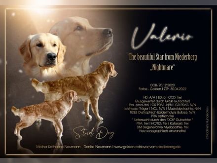 Wunderschöner, erfahrener Golden Retriever Deckrüde mit FCI-Abstammung und Top Gesunheitswerten