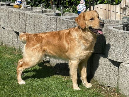 Wunderschöner, erfahrener Golden Retriever Deckrüde mit FCI-Abstammung und Top Gesunheitswerten